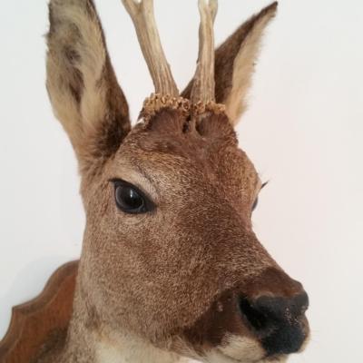 1 tete de biche