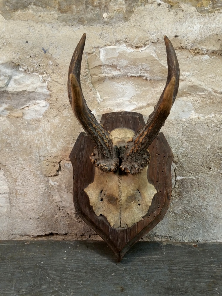 1 trophee bois chevreuil