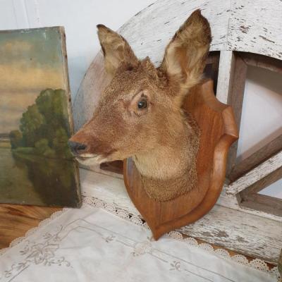 1 trophee de chasse biche