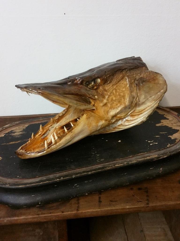 1 trophee de peche tete brochet