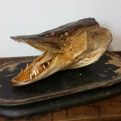 1 trophee de peche tete brochet