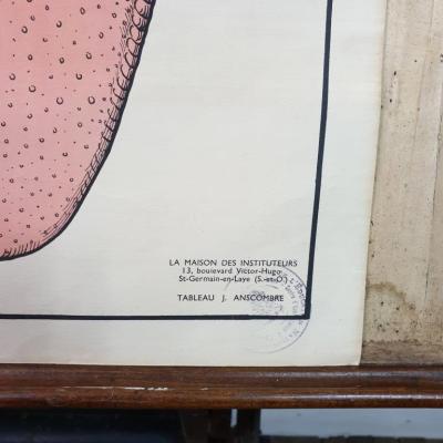 2 affiche anatomie 12
