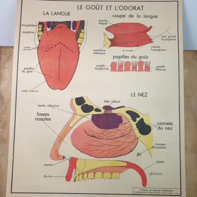 2 affiche anatomique 5