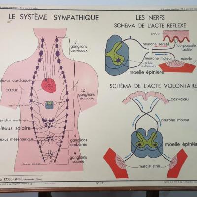 2 affiche anatomique 7