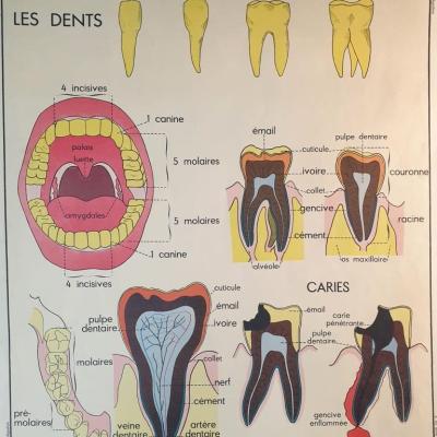 2 affiche anatomique les dents