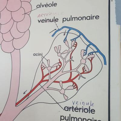 2 affiche anatomique