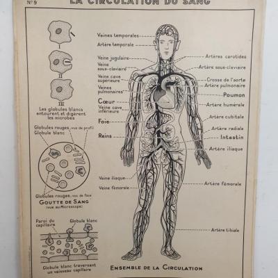 2 affiche carte scolaire a hatier la circulation le coeur