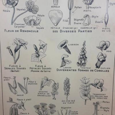 2 affiche carte scolaire a hatier la feuille la fleurs 1