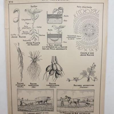 2 affiche carte scolaire a hatier la racine la tige