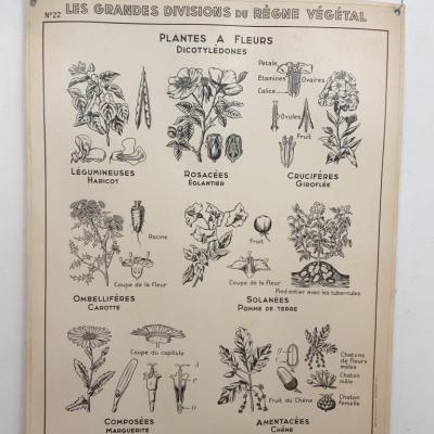 2 affiche carte scolaire a hatier le regne vegetal 1