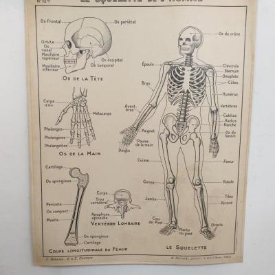 2 affiche carte scolaire a hatier squelette excretion
