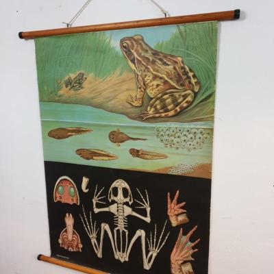 2 affiche grenouille