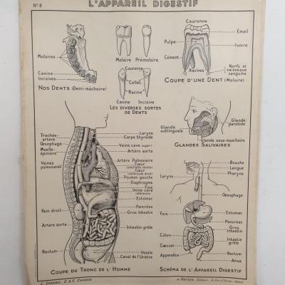 2 affiche hatier appareil digestif et respiratoire
