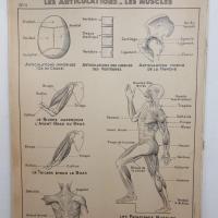 2 affiche hatier articulation systeme nerveux