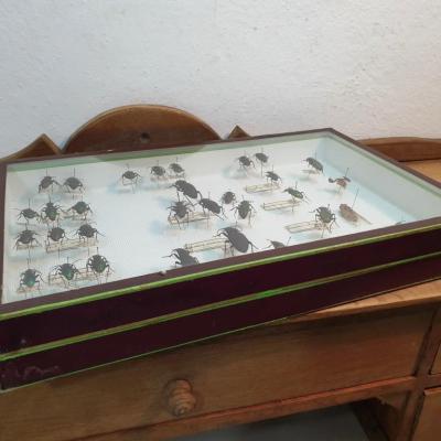 2 boite a insectes 1