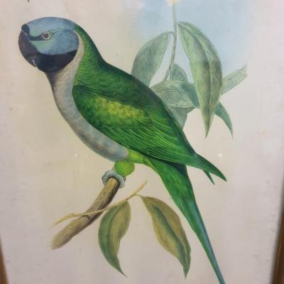 2 cadre oiseau peruche verte