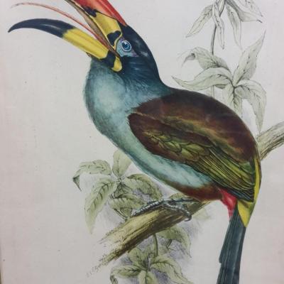 2 cadre oiseau toucan