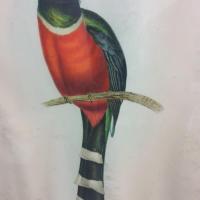 2 cadre oiseau trogon