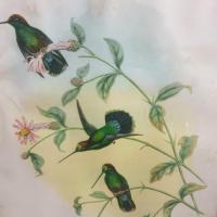 2 cadre oiseaux du paradis