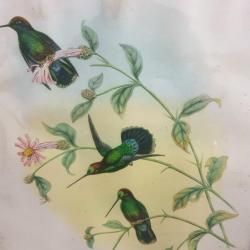 Tableau Illustration Colibris