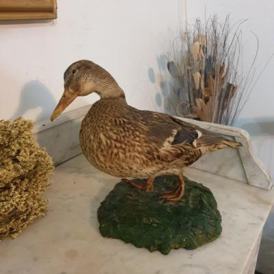 2 cane naturalisee