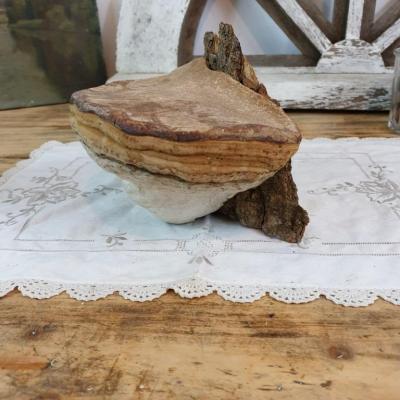 2 champignon amadou 2