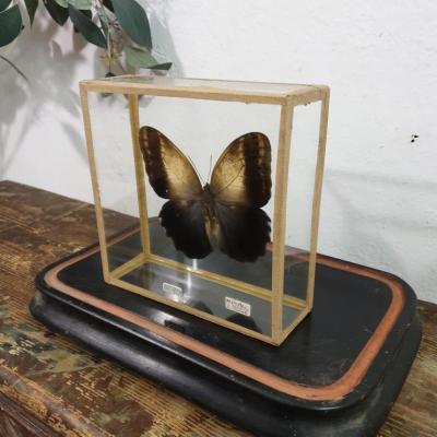 2 papillon 1
