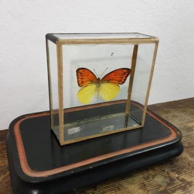 Boite Entomologie