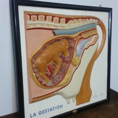 2 tableau educatif la gestation