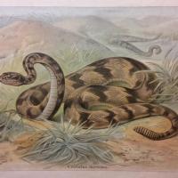 2 tableau educatif les serpents