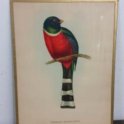 Tableau Le Trogon