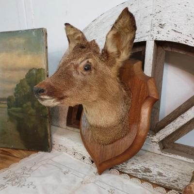 2 trophee de chasse biche