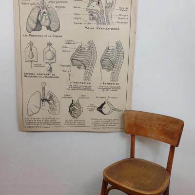 3 affiche hatier appareil digestif et respiratoire