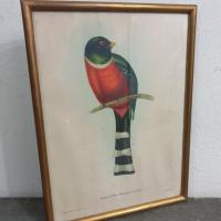 3 cadre oiseau trogon