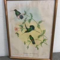 3 cadre oiseaux du paradis