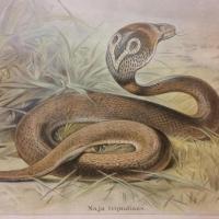 3 tableau educatif les serpents