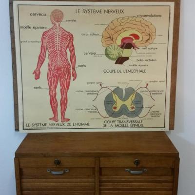 3 tableau pedagogique rossignol le systemes musculaire nerveux