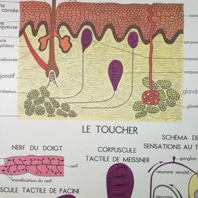 4 affiche anatomique 7