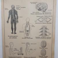 4 affiche hatier articulation systeme nerveux