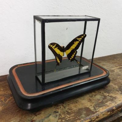 4 papillon 3