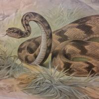 4 tableau educatif les serpents