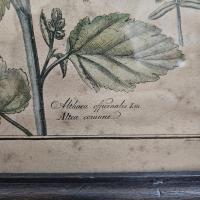5 cadre plante 3