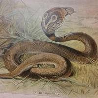 5 tableau educatif les serpents