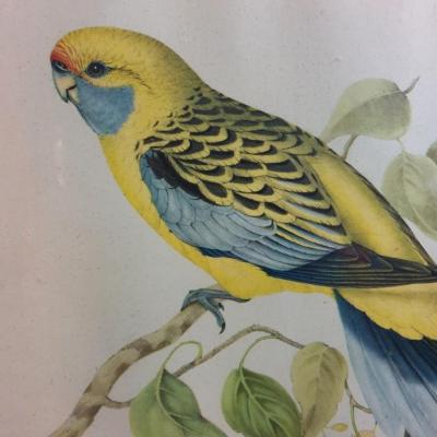 5 tableau oiseau jaune