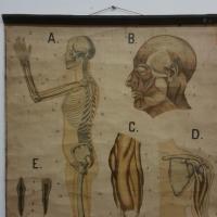 7 affiche ecorche entoile