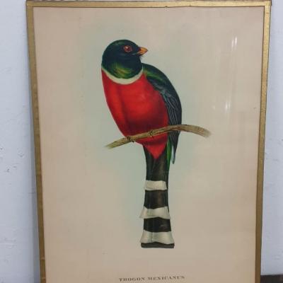 7 tableau oiseau rouge