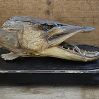 Tete de brochet 0