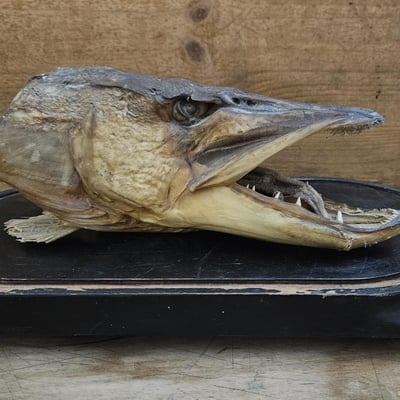 Tete de brochet 0