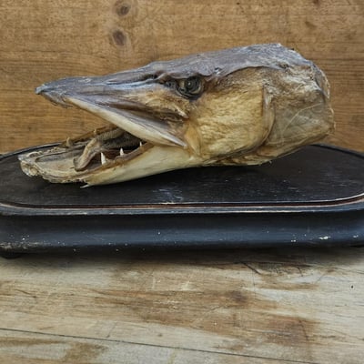Tete de brochet 1 