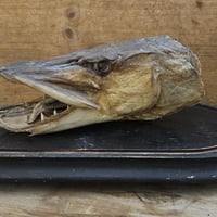 Tete de brochet 2 